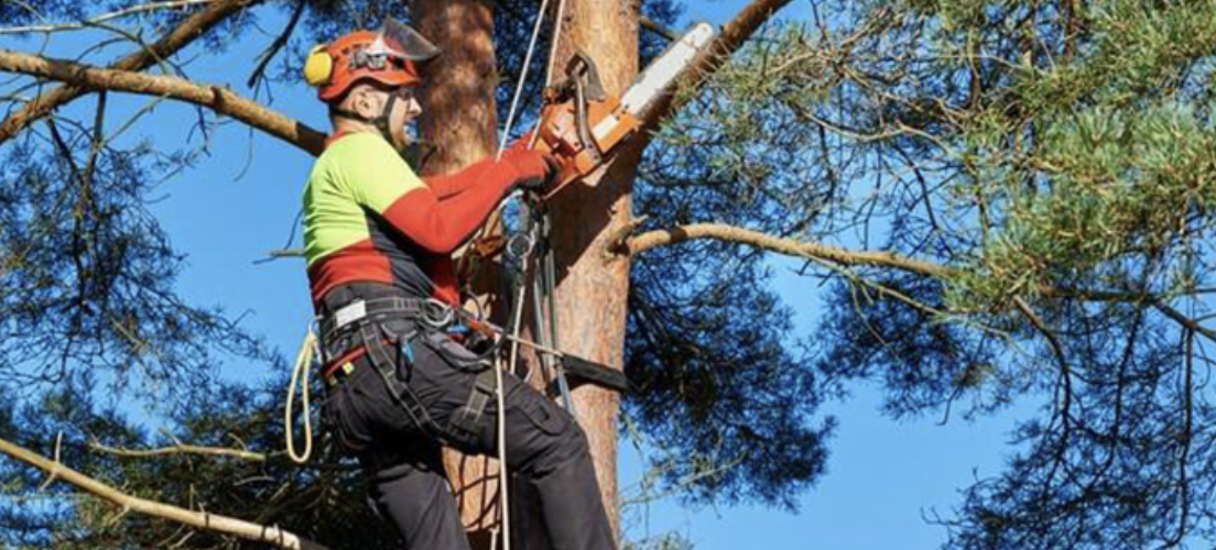 Élagueur grimpeur intervenant sur un arbre en Haute‑Savoie